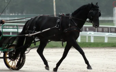 Polowa Próba Zaprzęgowa rasy śląskiej oraz ras szlachetnych 2024